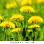 探索7981.com万豪:奢华住宿与独特体验的完美结合 9n0o0