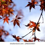 探索bvapp:如何通过这款应用提升你的生活质量 micpakpz3k